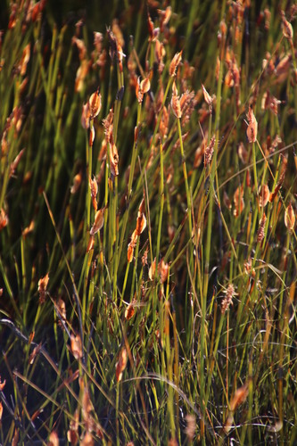 Image of Willdenowia glomerata by (c) Tony Rebelo, some rights reserved (CC BY-SA)