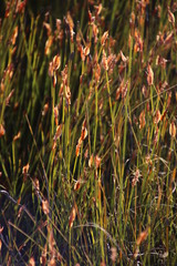 Willdenowia glomerata