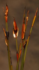 Willdenowia glomerata