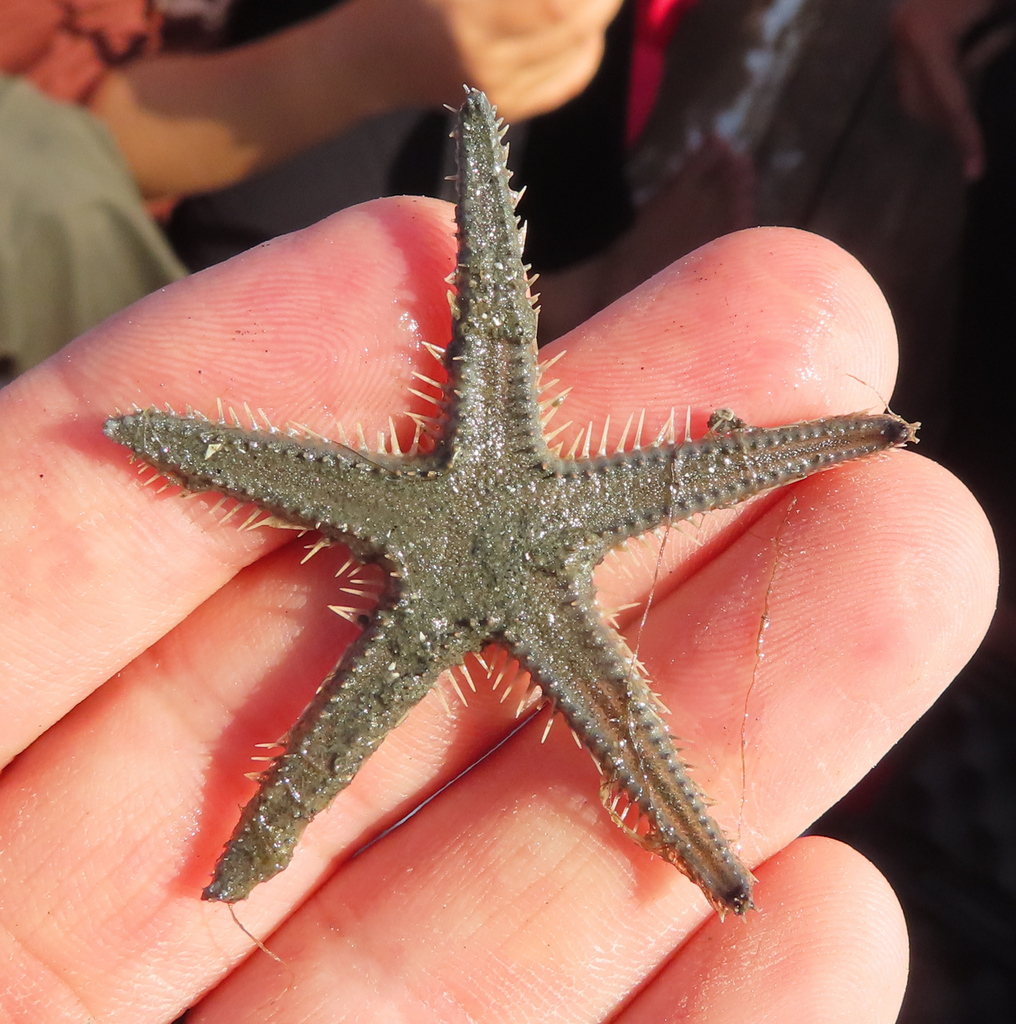 Astropecten minadensis