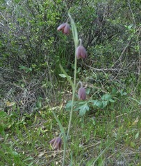 Fritillaria micrantha