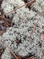 Cladonia evansii