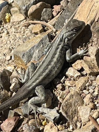 iNaturalist observation photo of Common Sagebrush Lizard