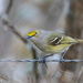 White-eyed Vireo - Photo (c) Greg Lasley, some rights reserved (CC BY-NC), uploaded by Greg Lasley