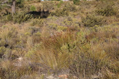 Restio sieberi