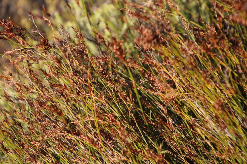Image of Restio sieberi by (c) Tony Rebelo, some rights reserved (CC BY-SA)