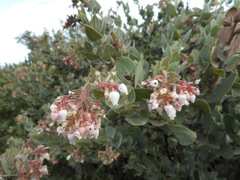 Arctostaphylos auriculata