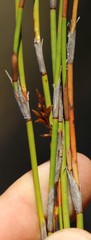 Restio sieberi