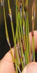Restio sieberi