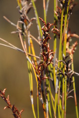 Restio sieberi