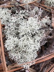 Cladonia evansii