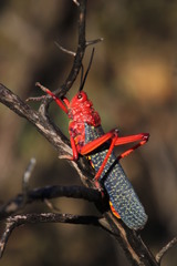 Phymateus morbillosus morbillosus