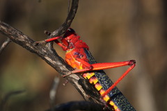 Phymateus morbillosus morbillosus