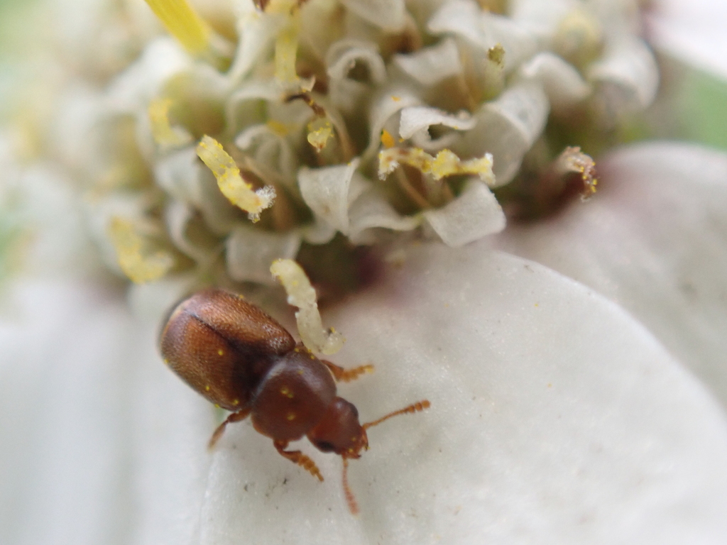 Kateretes rufilabris