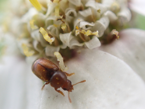 Kateretes rufilabris