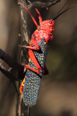 Phymateus morbillosus morbillosus