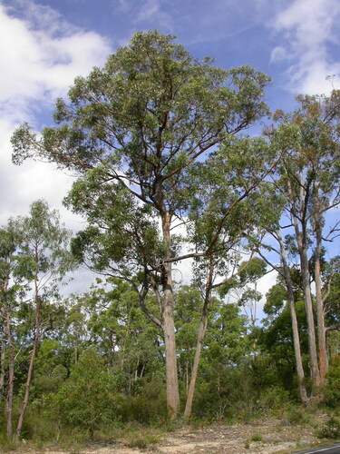 Eucalyptus consideniana