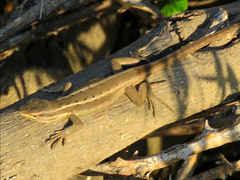 Liolaemus gravenhorstii