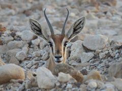 Dorcas Gazelle photo 1