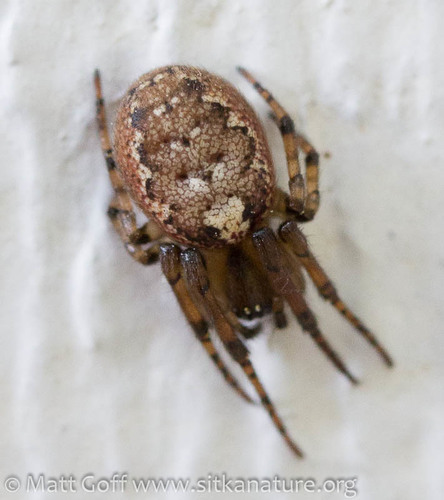 Pacific Sector Orbweaver