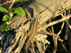 Liolaemus gravenhorstii