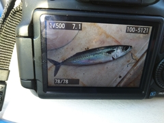 Scomber australasicus