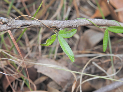Image of Glycine cyrtoloba by (c) Scott W. Gavins, some rights reserved (CC BY)