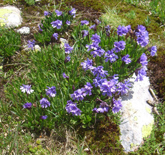 Primula glutinosa