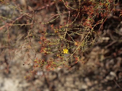 Hypericum triquetrifolium (Hypericum triquetrifolium)