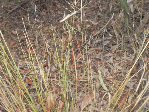Image of Panicum effusum by (c) Scott W. Gavins, some rights reserved (CC BY)