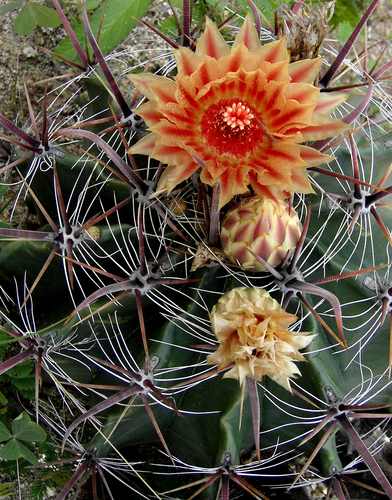 Ferocactus townsendianus