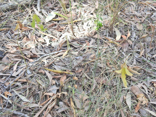 Image of Flemingia parviflora by (c) Scott W. Gavins, some rights reserved (CC BY)