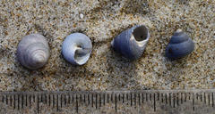 Micrelenchus huttonii