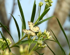 Baeotis zonata zonata