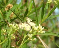 Baeotis zonata zonata