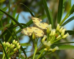 Baeotis zonata zonata