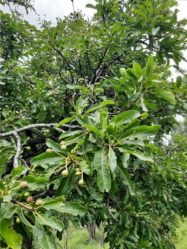 Image of Buchanania Axillaris (Buchanania axillaris) by no rights reserved
