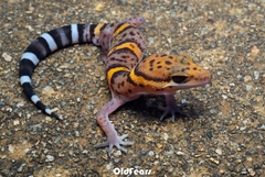 Bawangling Leopard Gecko photo 1