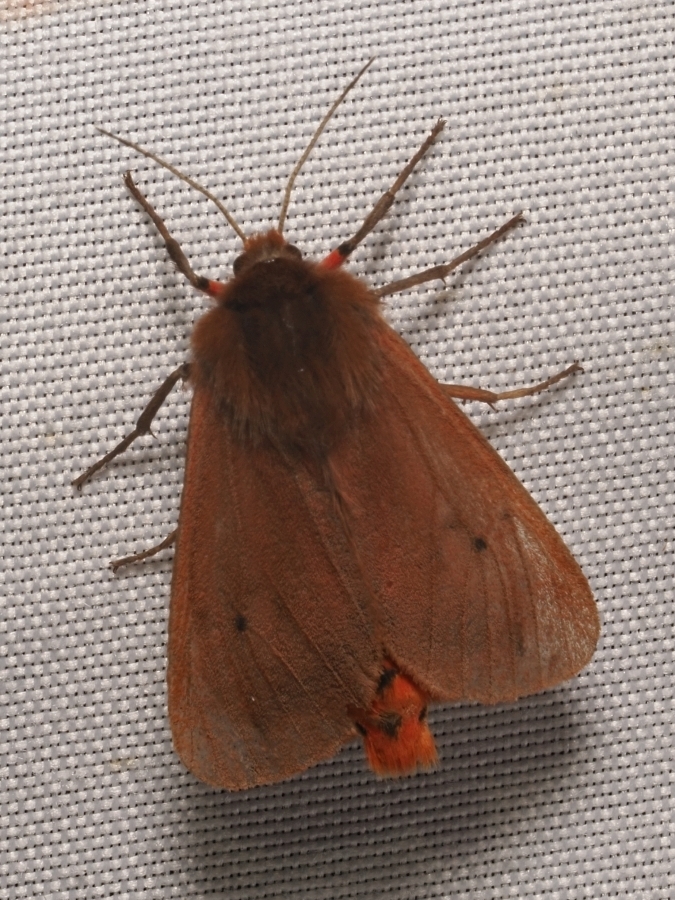 Ruby Tiger Moth from Magyaregregy, 7332 Magyarország on June 20, 2023 ...