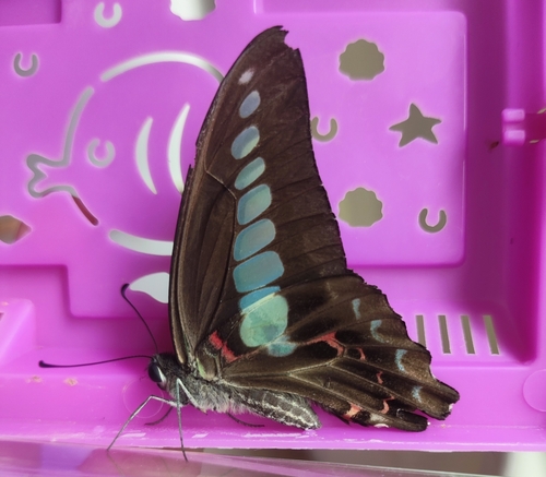 Common Bluebottle