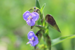 Commelina tuberosa
