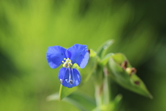 Commelina tuberosa