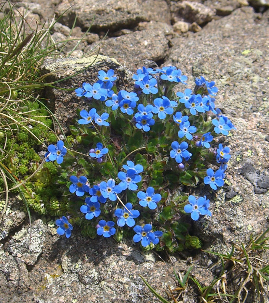 eritrichium-nanum-alpine-flora-of-the-southern-rocky-mountains
