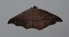 Sarisa muriferata