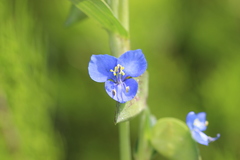 Commelina tuberosa