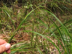 Carex coriacea