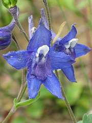 Delphinium brachycentrum