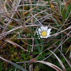 Oritrophium peruvianum