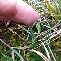 Oritrophium peruvianum