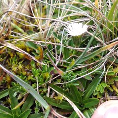 Oritrophium peruvianum